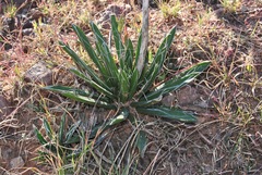Agave parviflora