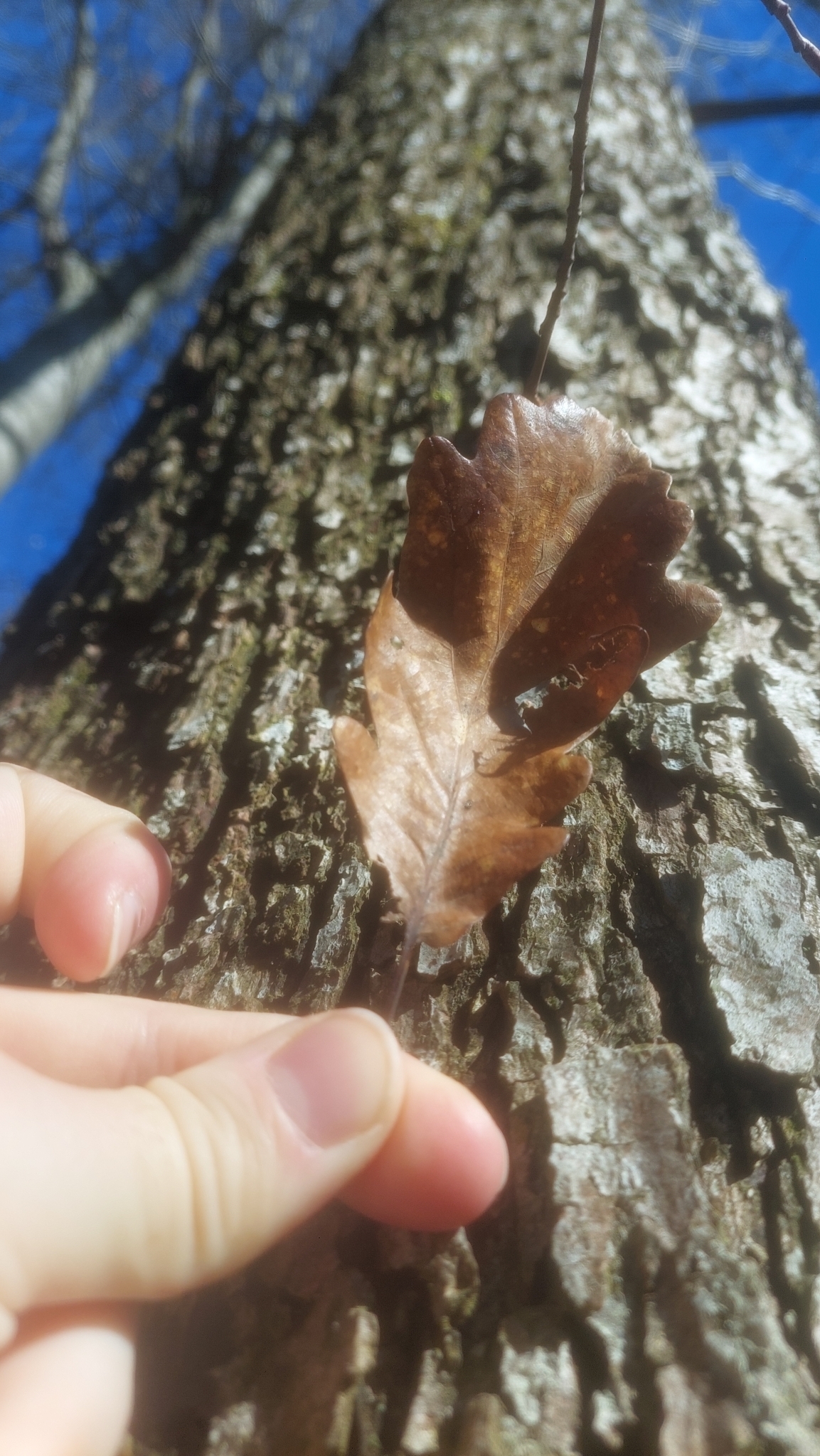 Imagem de Quercus petraea