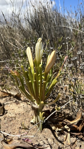 Malgas Lily (Ammocharis longifolia)