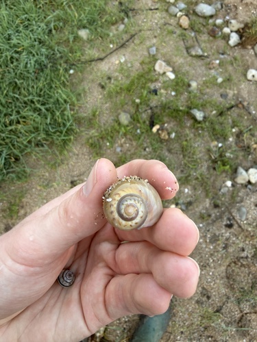 Euspira catena