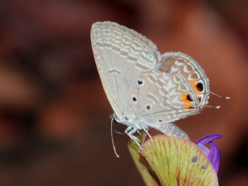 Tailed Smoky Blue