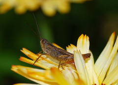 Chorthippus macrocerus