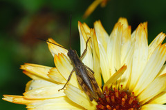 Chorthippus macrocerus