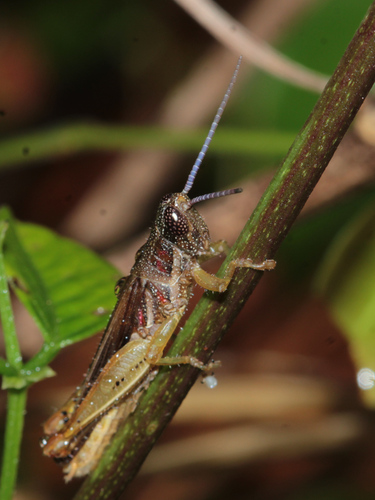 Catantopsilus grammicus