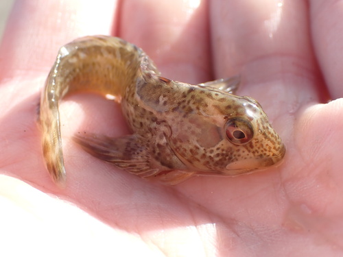 Lipophrys pholis