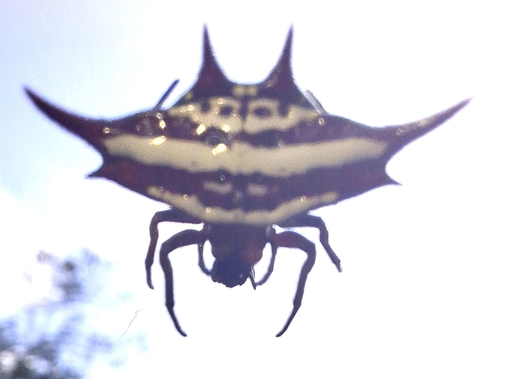 Letsatsi Insect Common Kitespider from Lepelle-Nkumpi Local Municipality, South Africa ...