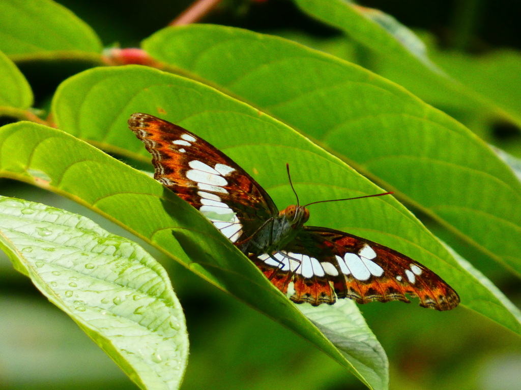 Moduza procris (Moduza procris)