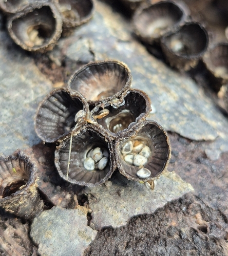 fluted bird's nest fungus