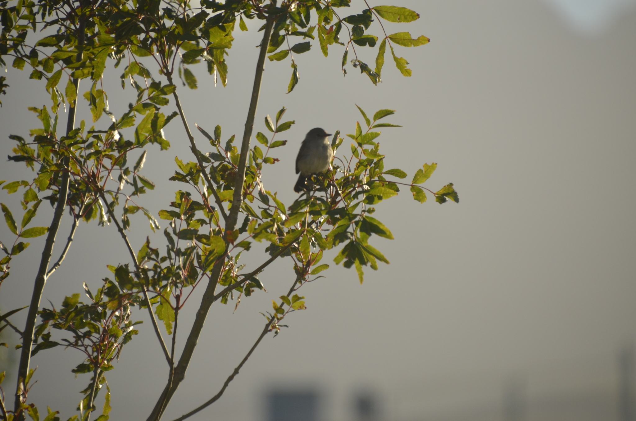 Sooty Tyrannulet (Serpophaga nigricans), photo 2