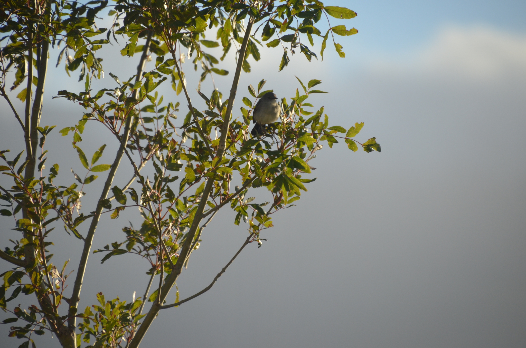 Sooty Tyrannulet (Serpophaga nigricans), photo 8