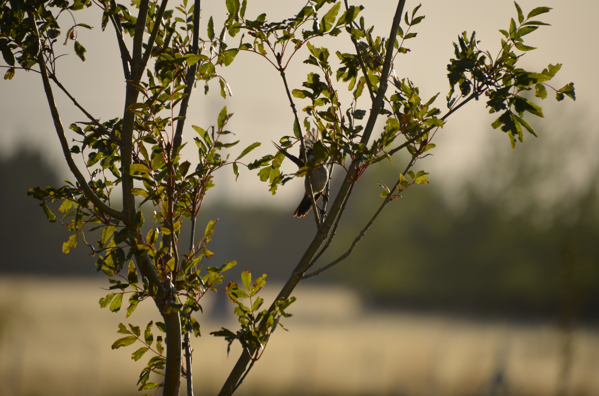 Sooty Tyrannulet (Serpophaga nigricans), photo 9