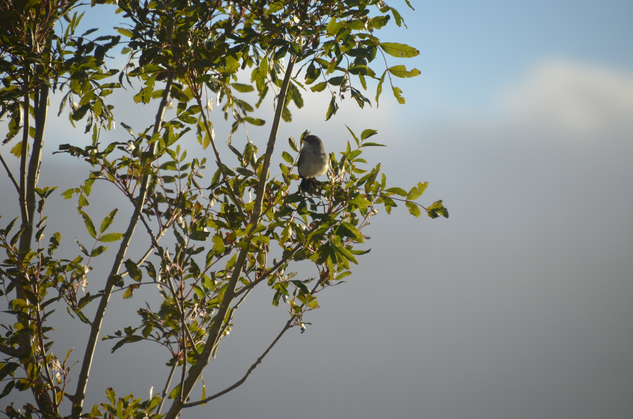 Sooty Tyrannulet (Serpophaga nigricans), photo 10
