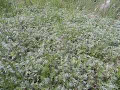 Artemisia armeniaca