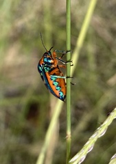 Calidea dregii