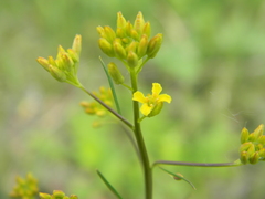 Sisymbrium polymorphum