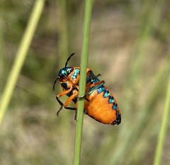 Calidea dregii