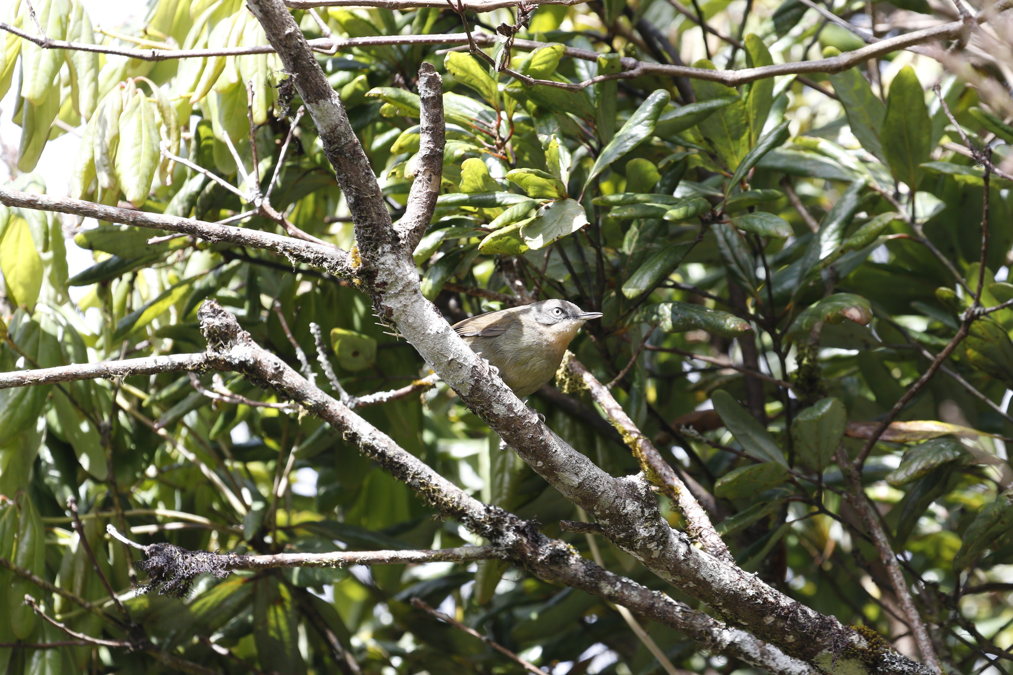 Sri Lanka Bush Warbler (Elaphrornis palliseri), photo 2