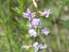 Astragalus austriacus