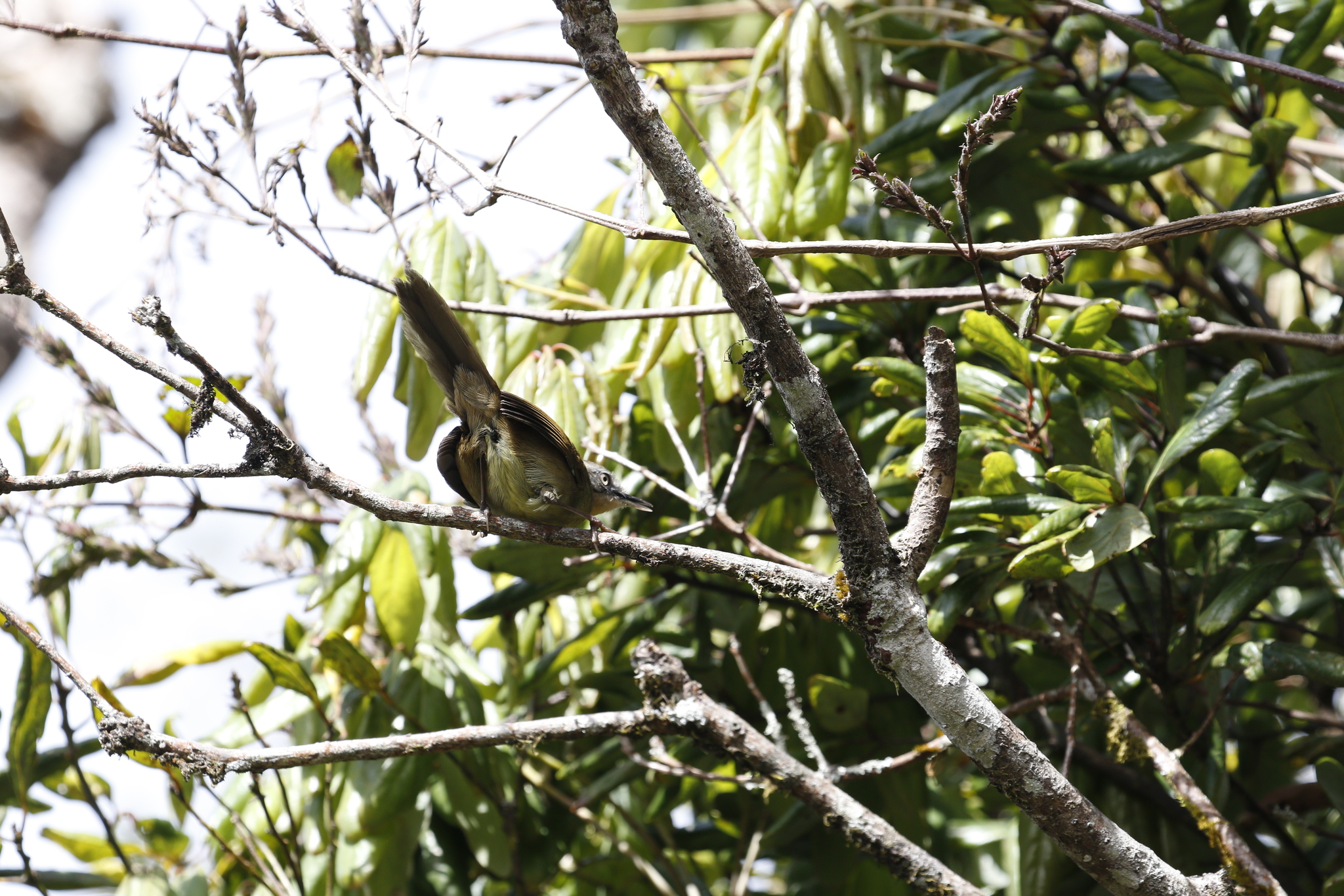 Sri Lanka Bush Warbler (Elaphrornis palliseri), photo 7