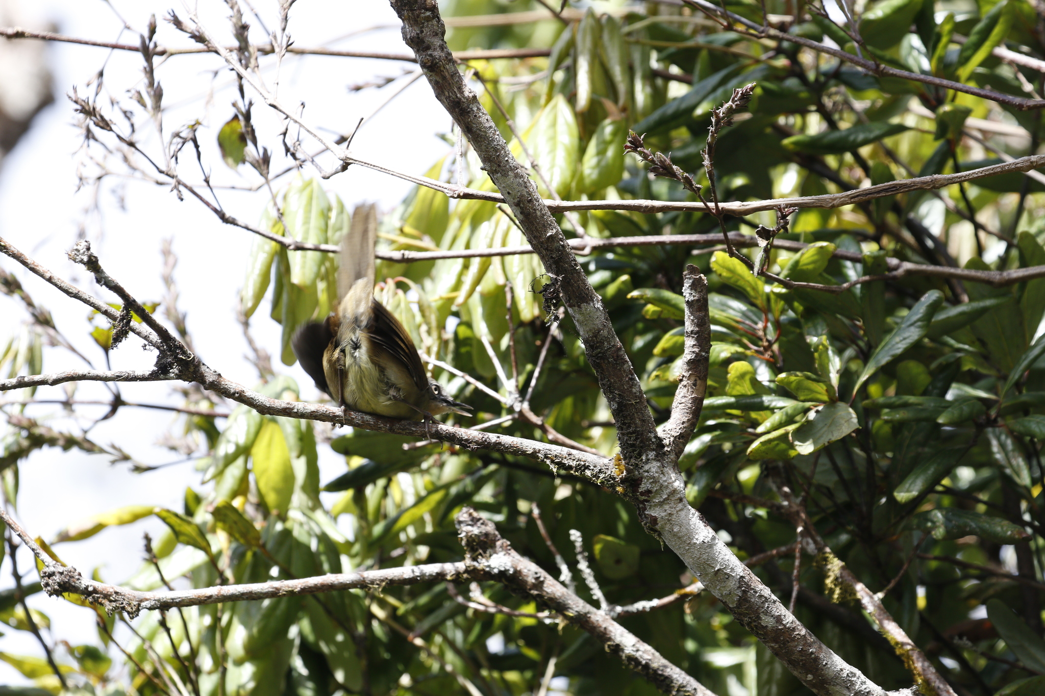 Sri Lanka Bush Warbler (Elaphrornis palliseri), photo 6