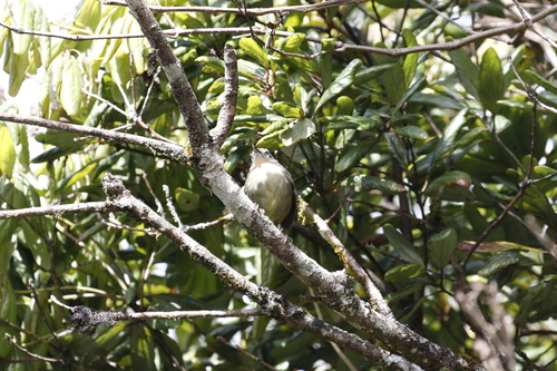 Sri Lanka Bush Warbler (Elaphrornis palliseri), photo 3