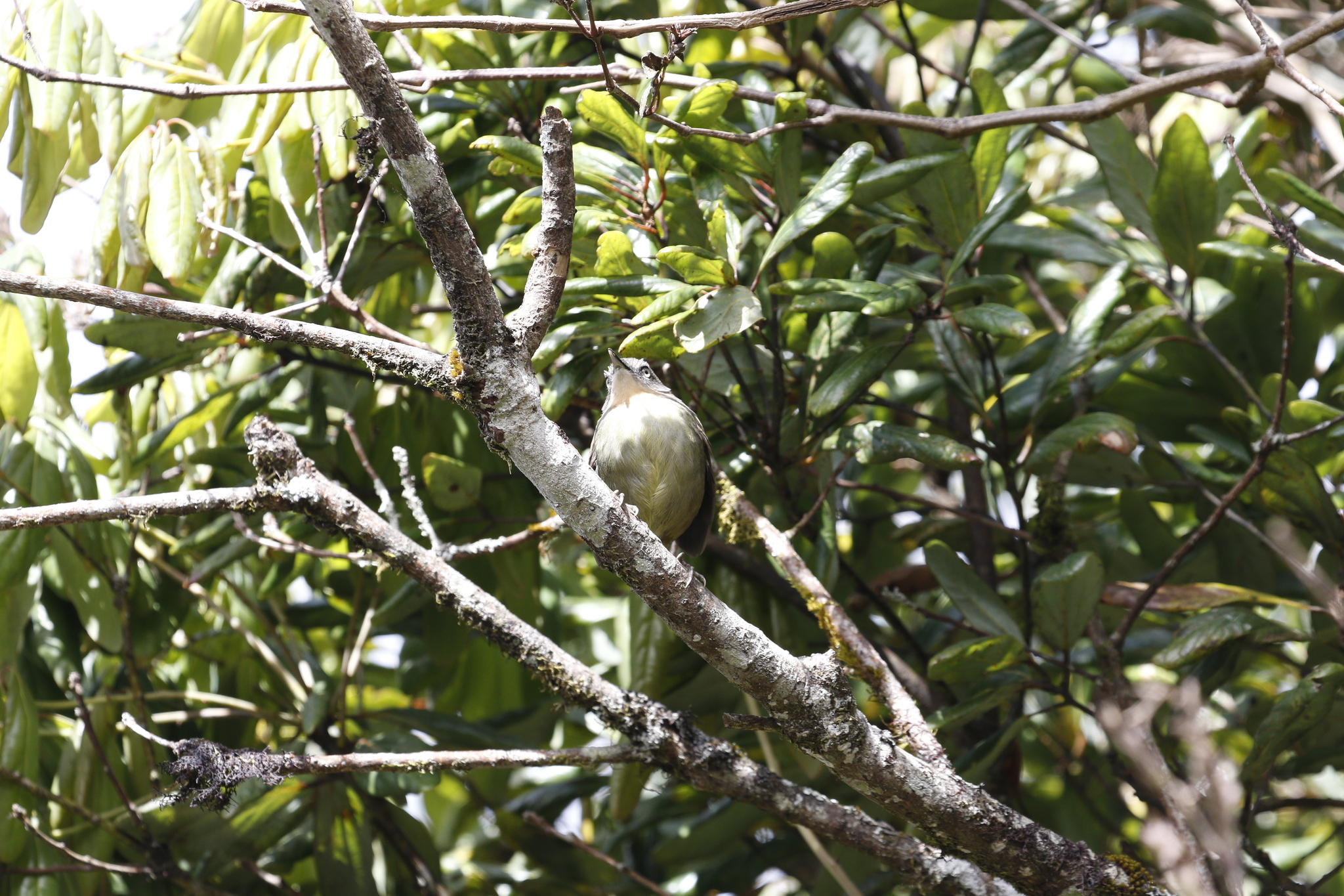 Sri Lanka Bush Warbler (Elaphrornis palliseri), photo 3