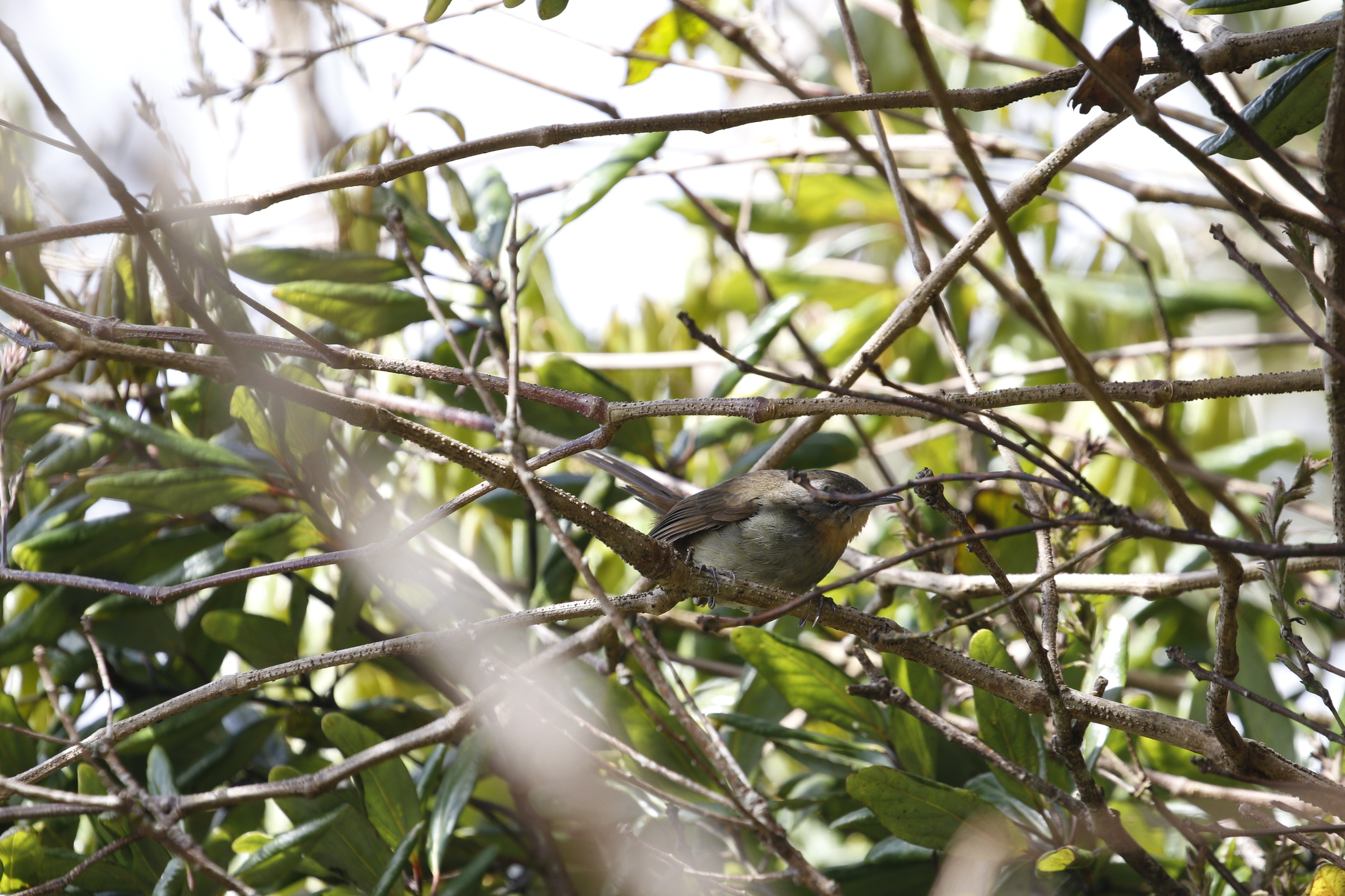 Sri Lanka Bush Warbler (Elaphrornis palliseri), photo 8