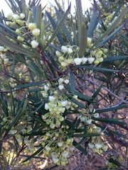 Ornithostaphylos oppositifolia