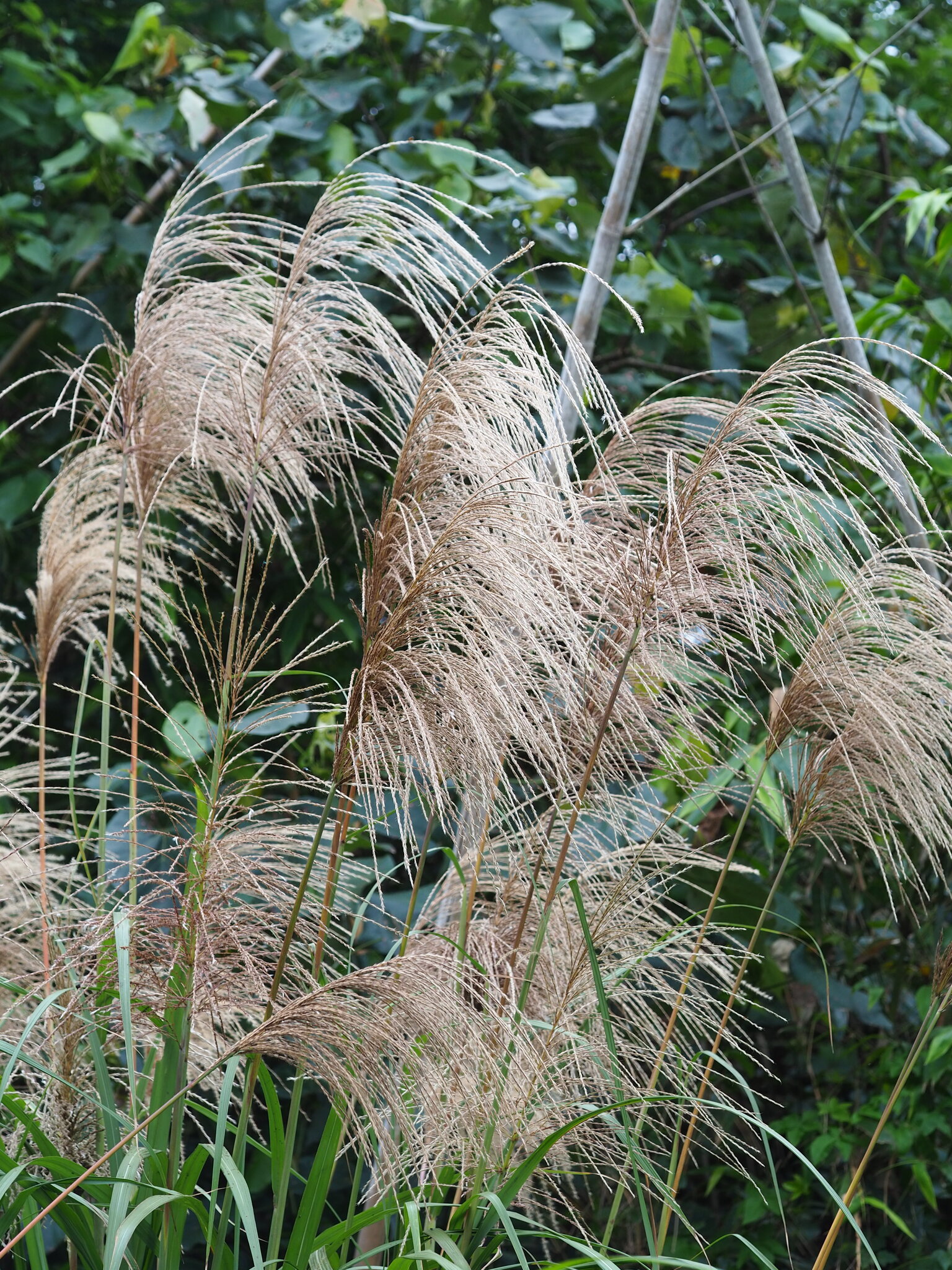 Japanese Silver Grass (Miscanthus floridulus)