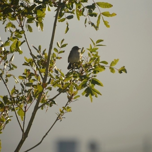 Sooty Tyrannulet (Serpophaga nigricans)