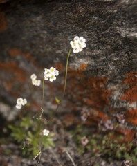 Draba fladnizensis