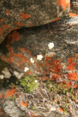 Draba fladnizensis