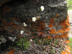 Draba fladnizensis