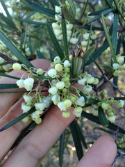 Ornithostaphylos oppositifolia