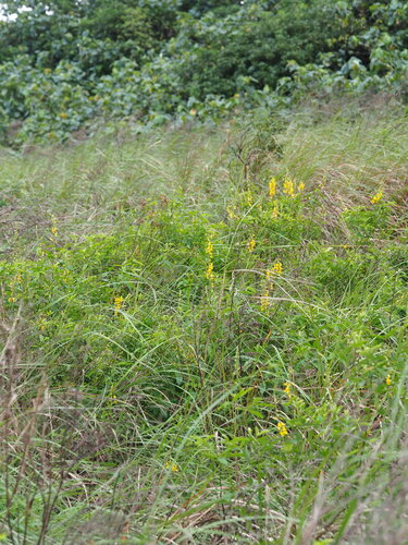 Crotalaria trichotoma, photograph 6
