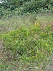 Crotalaria trichotoma, photograph author not stated, no rights reserved