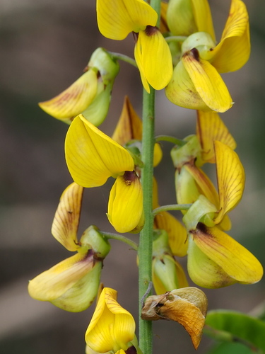 West Indian Rattlebox (Crotalaria trichotoma)