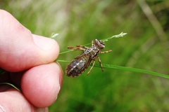 Cordulia shurtleffii