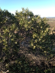 Ornithostaphylos oppositifolia