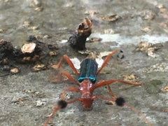 Compsocerus violaceus