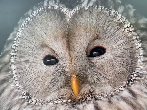 View observation of {o.common_name} on iNaturalist