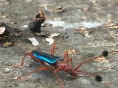 Compsocerus violaceus