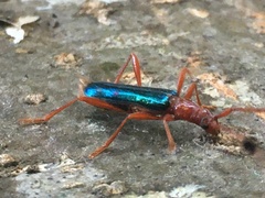 Compsocerus violaceus