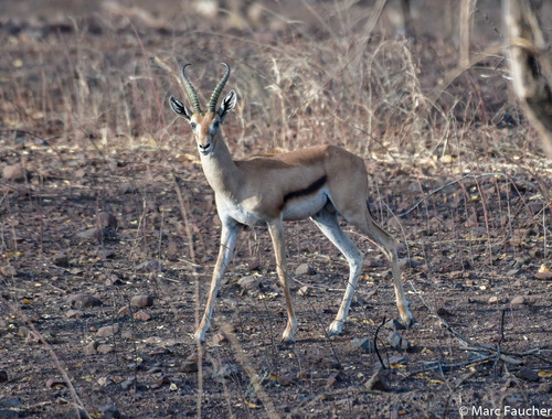 Eritrean Gazelle (Eudorcas tilonura) — Endangered Mammalia