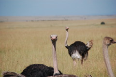 Struthio camelus massaicus