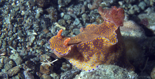 Three-lobed T-bar Nudibranch