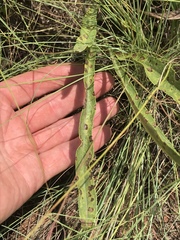 Senecio inornatus