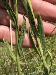 Senecio inornatus