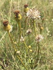 Senecio inornatus