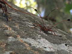 Compsocerus violaceus